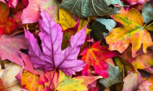 Manualidades para decorar en otoño